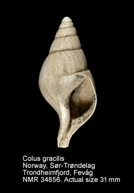 Colus gracilis (11).jpg - Colus gracilis (da Costa,1778)